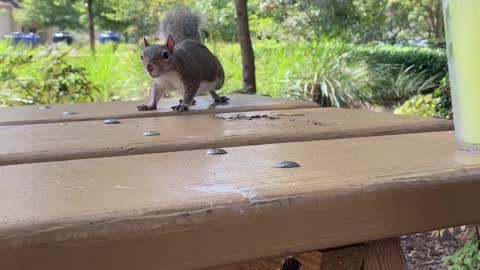 Squirrel dood does whatever it thinks