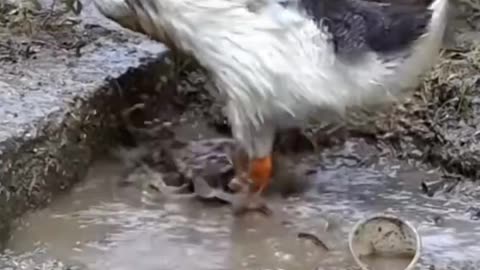 cute animals cute pet viral videos