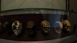 Humans evolution. Natural history museum. 7th Nov 2022