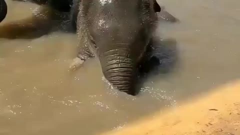 baby elephant playing with his mom