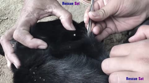 Removal Any Big Ticks On The Poor Dog##01