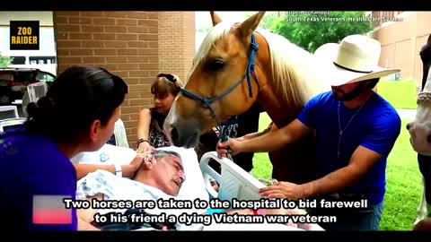 Horses Reunited With Their Dying Human Friend