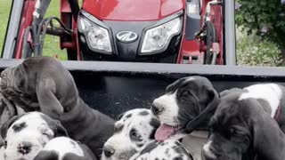 A Tractor Bucket Full of Great Dane Pups