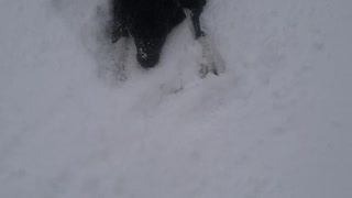 Luna playing in the snow