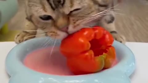 🐱😱CAT EATS FRUIT?🐱😱ANGRY CAT EAT FRUIT🐱😱