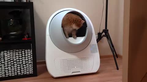 CatLink AI Litter Box - Approved by Hosico!