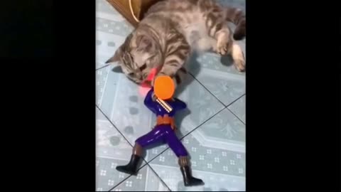 Funny cats