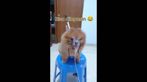 Sad Puppies Dogs Videos Compilation