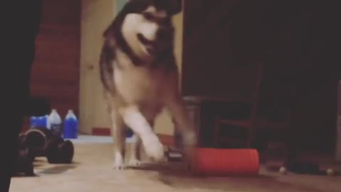 Alaskan Malamute overly excited in basement