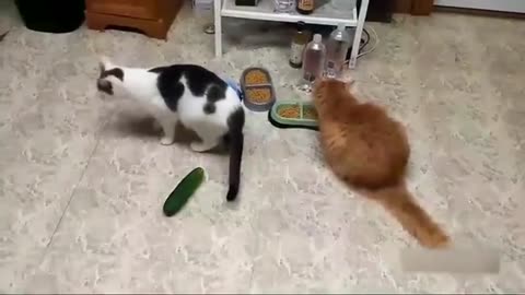 cat_funny_videos A collection of video that Cats | are afraid of cucumber.