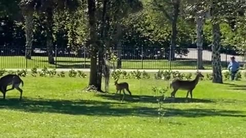 florida's gazelle