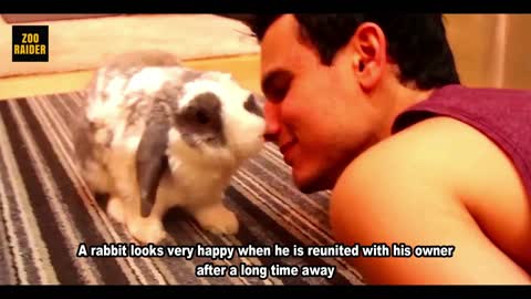 This Rabbit Does Not Forget Its Owner Even After Years Apart