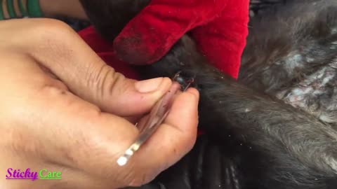 How to Remove Ticks from Dogs