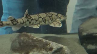 Cat Shark