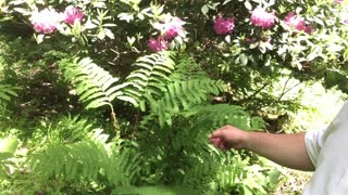 Two more ferns: Bracken Fern and Interrupted Fern