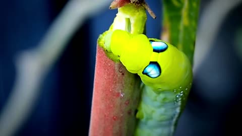 It's amazing, Look how a caterpillar is eating up close.