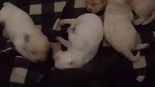 Puppies doing cute things