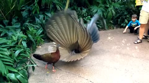 Great Argus Pheasant Mating Dance (argusianus argus)