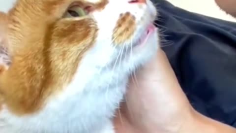 funny cat video | cute cat & dog video clips