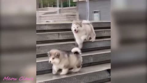 Baby Alaskan Malamute Cute Dog