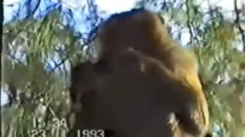 Monkey video compilation