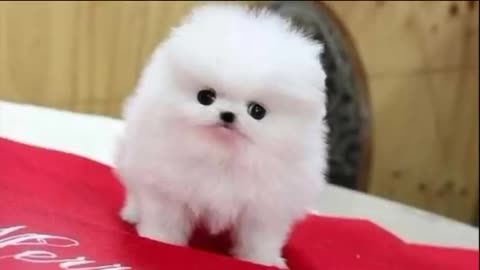 Cute Pomeranian Puppies | Cute and Funny Dogs