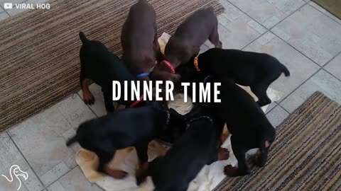 Puppies Eat Their Dinner Together And Form A Perfect Pinwheel