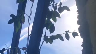 VIDEO | SCIE CHIMICHE SOTTO GLI OCCHI DI TUTTI: NON SI FERMANO