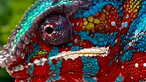 Beautiful Colour Lizard 🦎🦎🦎