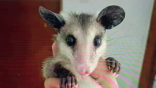 OPOSSUM LIVES MATTER🐭OPOSSUMS SAVE LIVES🌾❤️‍🩹⛑️🍄🐭