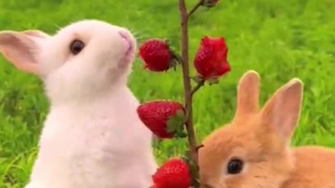 Cute Rabbit eating fruits!!