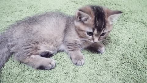 Kitten that had no choice but to play with its owner