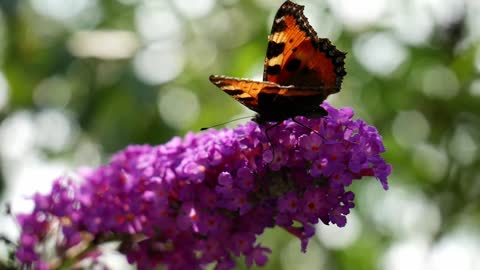 Butterfly scenery