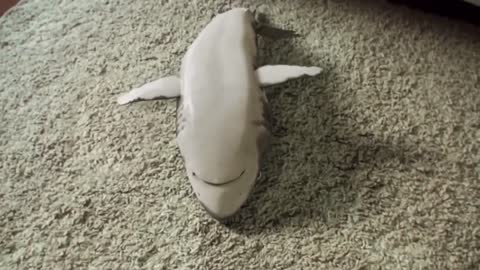 Funny baby shark