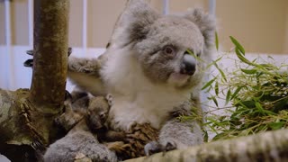 Baby Koala Born at Longleat