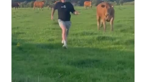 😭guy gets chased by cow😭