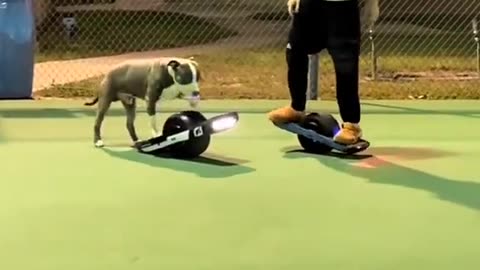 Dog Rides Electric Skateboard