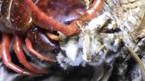 GIANT CENTIPEDE EATS MOTH