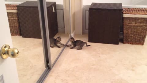 Confused Kitten Battles Its Own Reflection In The Mirror