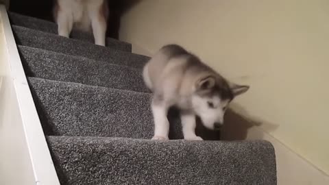 Stubborn Alaskan Malamute Puppy