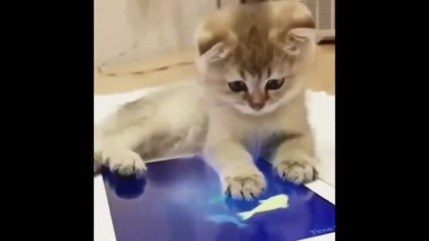 Cute Baby Cat watching Fish...