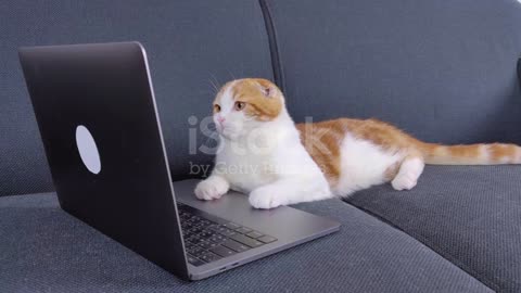 Cat stock video