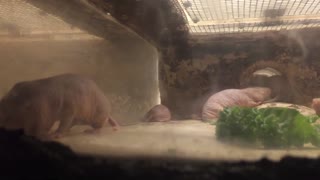 Naked mole rats