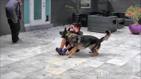 Guard Dog Training Step by Step!