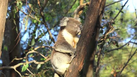 A Wild Male Koala Bellows, by Christina Zdenek