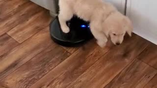 😭😭Naughty puppy gets on Vacuum Cleaner😭😭