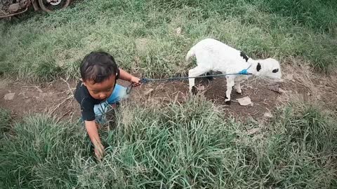 Domba Garut Lepas, Menggemaskan _ Fun With Sheep