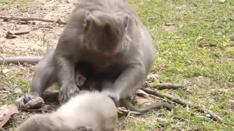 Aghast The Brutal moment when the Fierce Lion couldn't Avoid The giant Lizard Bites part 1