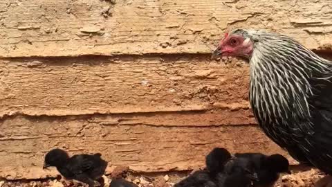 Daisy and her chicks eating ants