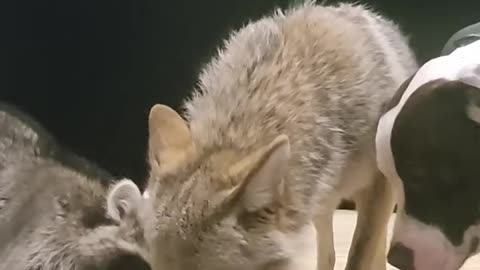 coyote welcomes raccoon #weavethecoyote